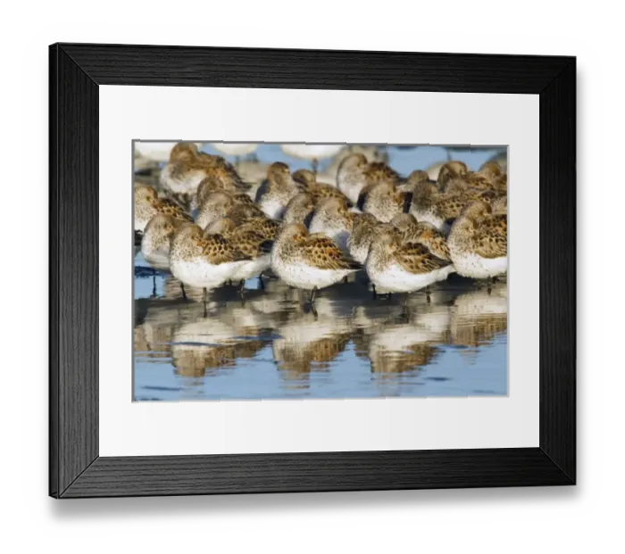 Framed Print : Western Sandpipers, resting during migration Framed Print : Western Sandpipers, resting during migration