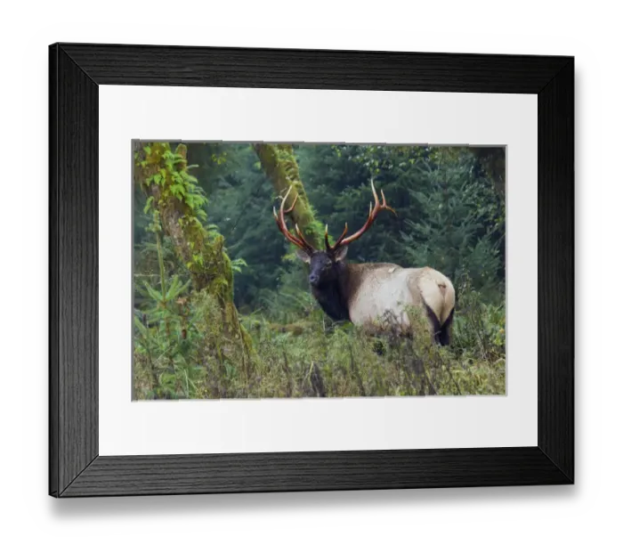 Framed Print : Roosevelt Bull Elk; Hoh Rainforest Framed Print : Roosevelt Bull Elk; Hoh Rainforest