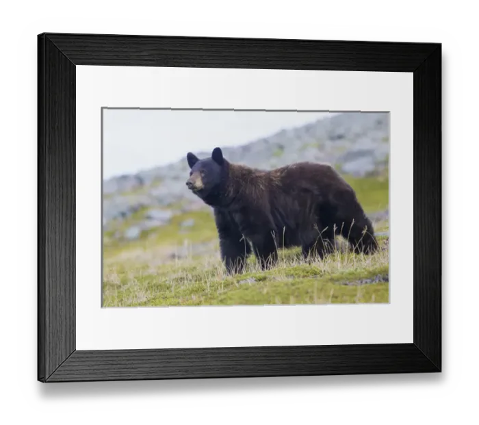 Framed Print : Grizzly Colored Black Bear