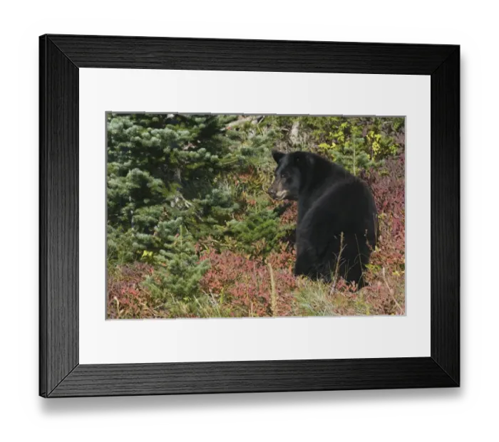 Framed Print : Black Bear; Autmn Huckle Berries Framed Print : Black Bear; Autmn Huckle Berries