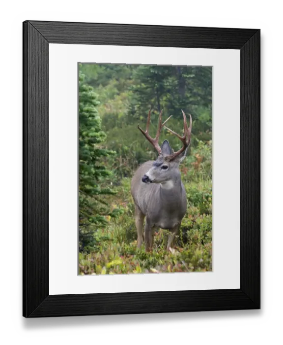 Framed Print : Black-tail Deer Buck Framed Print : Black-tail Deer Buck