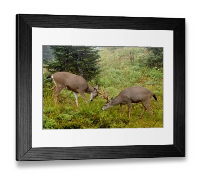 Framed Print : Black-tail Deer Bucks Sparring Framed Print : Black-tail Deer Bucks Sparring