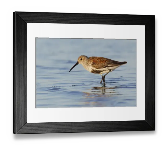 Framed Print : Dunlin Framed Print : Dunlin