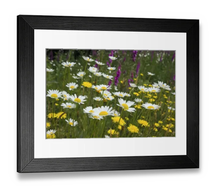 Framed Print : Wildflowers; Daisies; Hollyhock Framed Print : Wildflowers; Daisies; Hollyhock