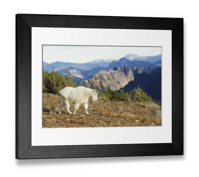 Framed Print : Mountain Goat; Cascade Mountains Framed Print : Mountain Goat; Cascade Mountains