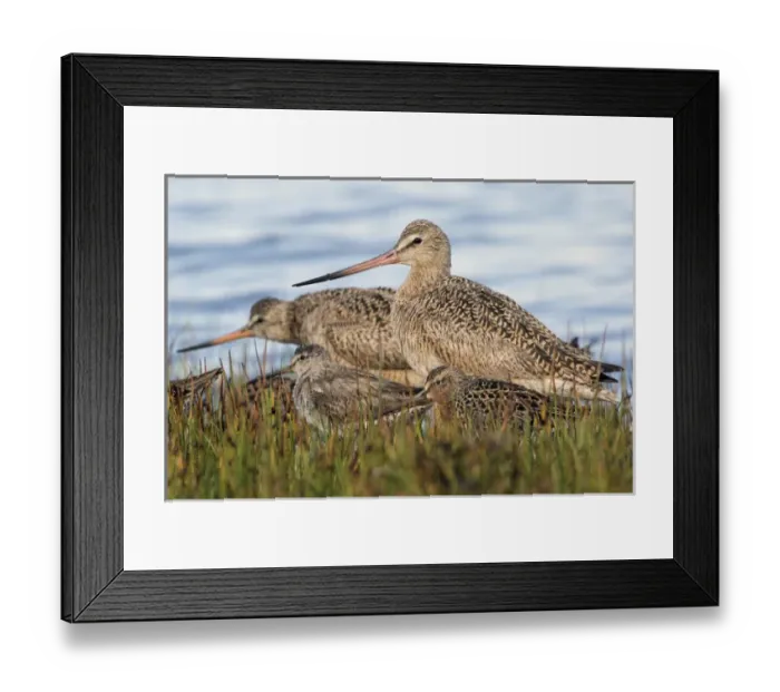 Framed Print : Marbled Godwit & Long-billed Dowitchers Framed Print : Marbled Godwit & Long-billed Dowitchers