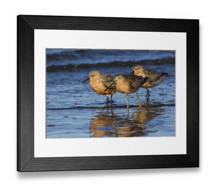 Framed Print : Long-billed Dowitcher with Red Knots Framed Print : Long-billed Dowitcher with Red Knots