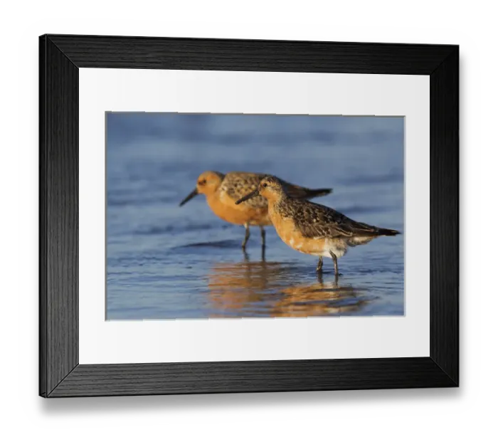 Framed Print : Red Knot Pair Framed Print : Red Knot Pair