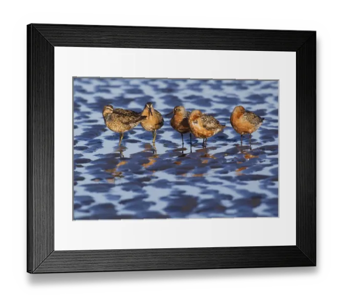 Framed Print : Long-billed Dowitcher & Red Knots Resting;Migration Stop Framed Print : Long-billed Dowitcher & Red Knots Resting;Migration Stop