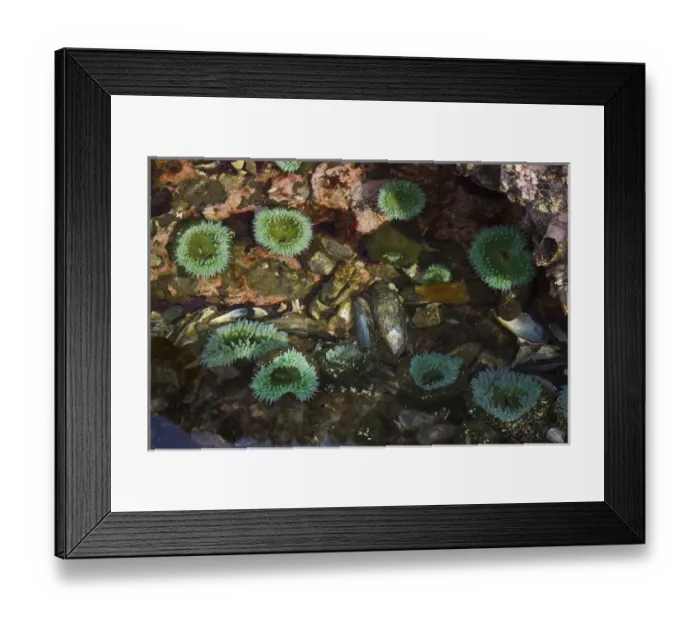 Framed Print : Tide Pool; Salish Sea; Washington State
