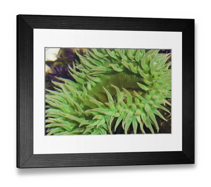 Framed Print : Sea Anemone Framed Print : Sea Anemone