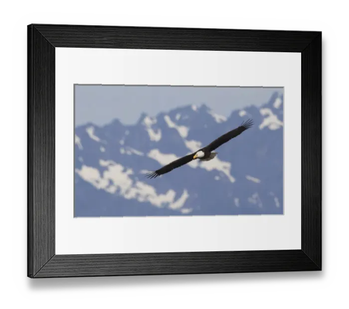 Framed Print : Bald Eagle in Flight Framed Print : Bald Eagle in Flight