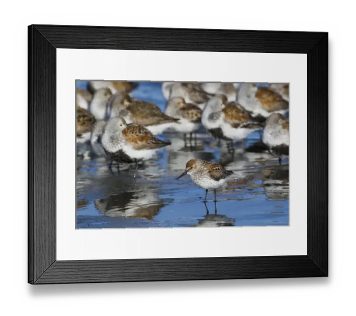 Framed Print : Western Sandpiper among resting dunlins and sandpipers
