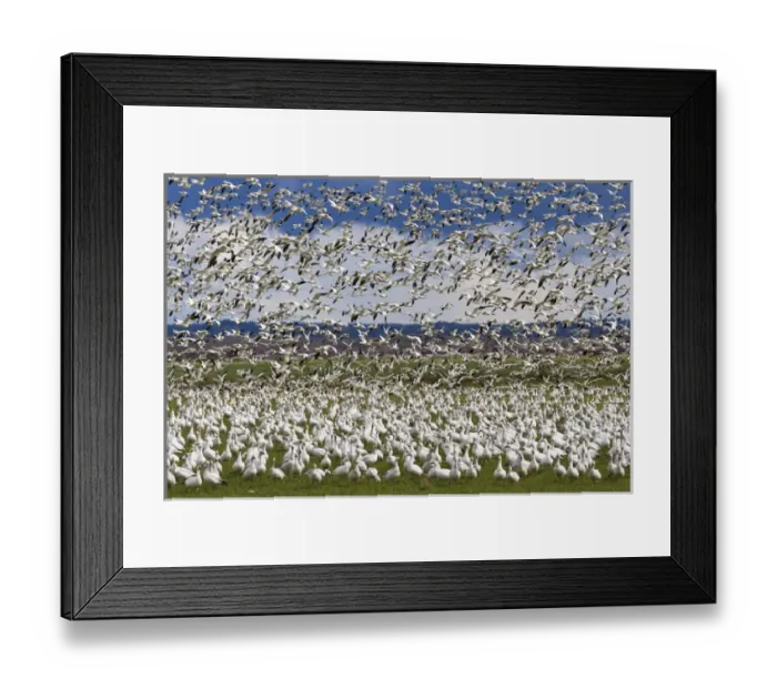 Framed Print : Snow Geese Flock Framed Print : Snow Geese Flock