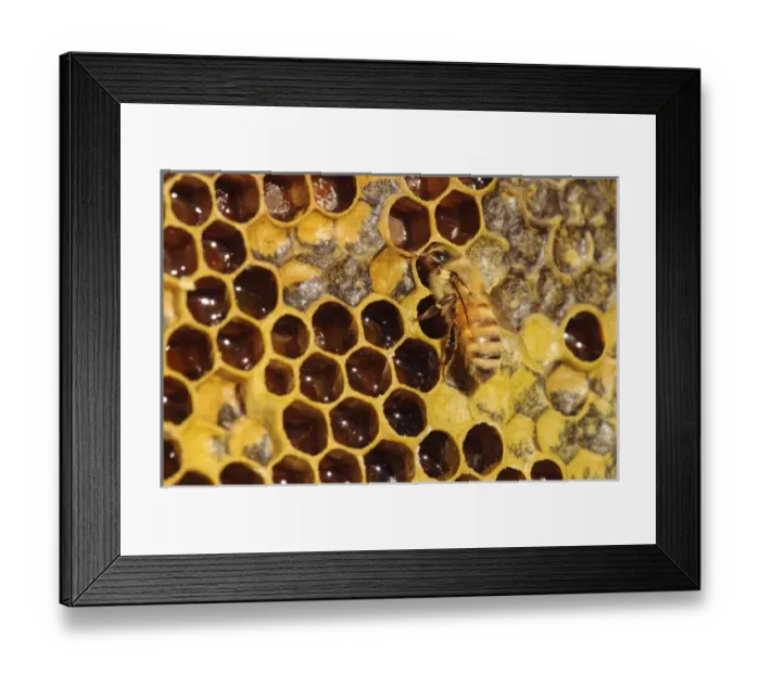 Framed Print : Seattle. Closeup of bee and comb, with honey