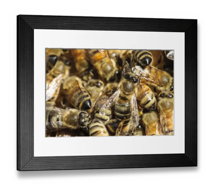 Framed Print : Seattle. Honeybees in beehive Framed Print : Seattle. Honeybees in beehive