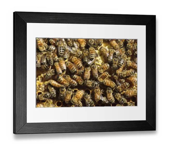 Framed Print : Seattle. Honeybees in beehive Framed Print : Seattle. Honeybees in beehive