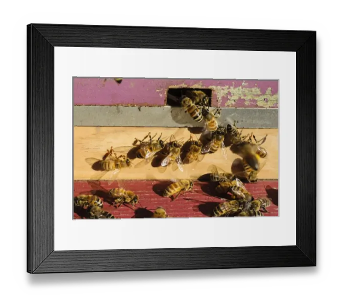 Framed Print : Seattle. Honeybees at entrance to beehive