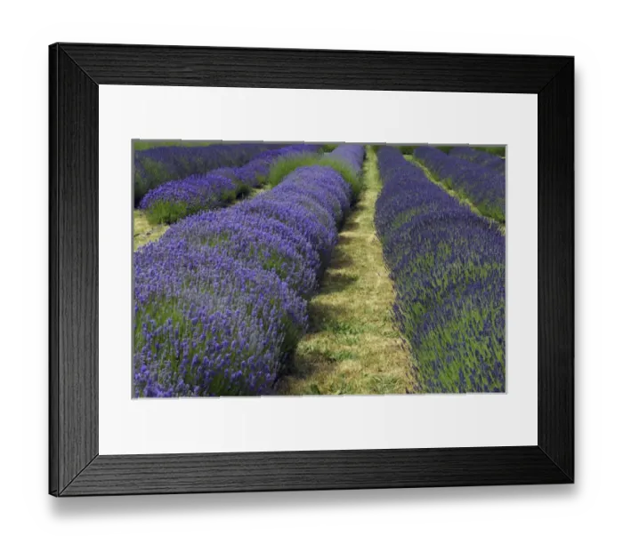 Framed Print : Lavender Farm, Sequim, Washington Framed Print : Lavender Farm, Sequim, Washington