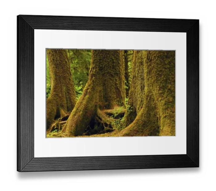 Framed Print : Western Red Cedar; Hoh Rain Forest; Olympic National Park; Washington; USA Framed Print : Western Red Cedar; Hoh Rain Forest; Olympic National Park; Washington; USA