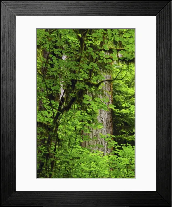 Framed Print : Vine Maple and Douglas Fir, Hoh Rain Forest, Olympic National Park, Washington, USA