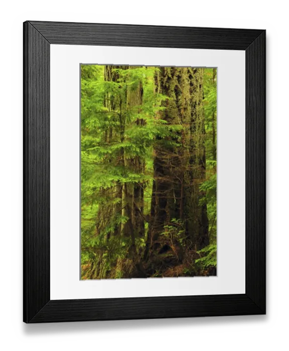 Framed Print : Moran State Park, Washington, USA