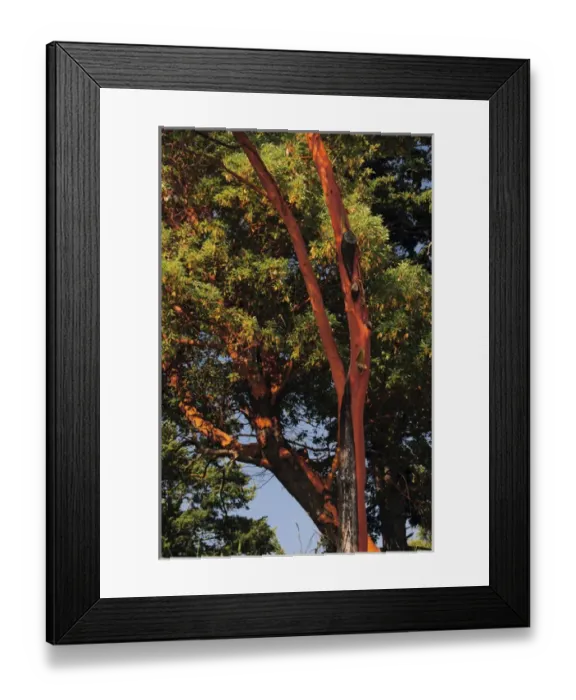 Framed Print : Pacific Madrona Tree, East Sound, Orcas Island, Washington, USA Framed Print : Pacific Madrona Tree, East Sound, Orcas Island, Washington, USA