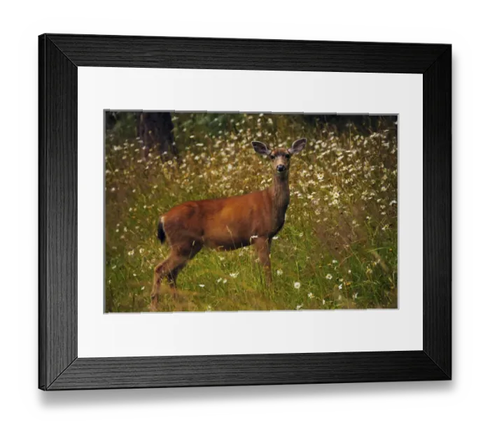 Framed Print : black-tailed deer in meadow, Doe Bay, Orcas Island, Washington, USA