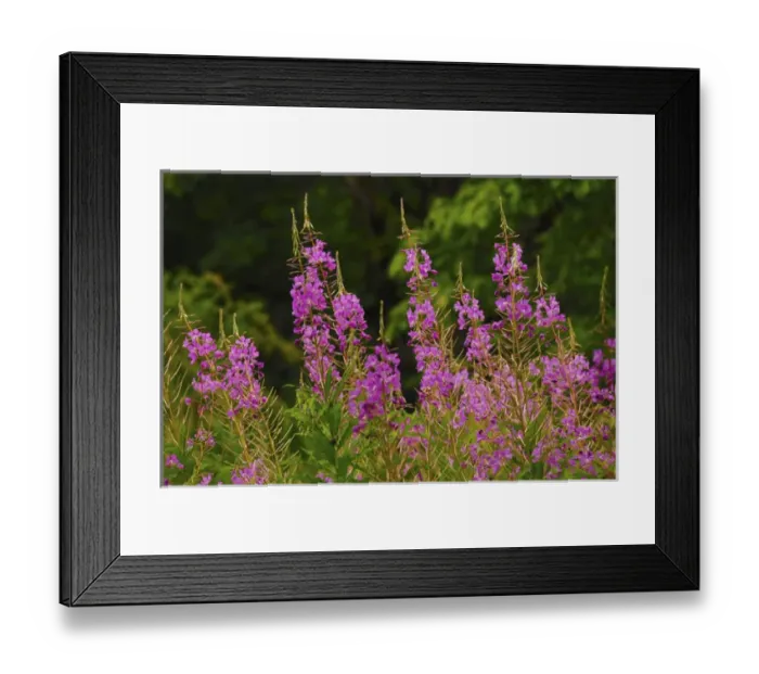 Framed Print : Fireweed, Nisqually National Wildlife Refuge, Nisqually, Washington, USA Framed Print : Fireweed, Nisqually National Wildlife Refuge, Nisqually, Washington, USA