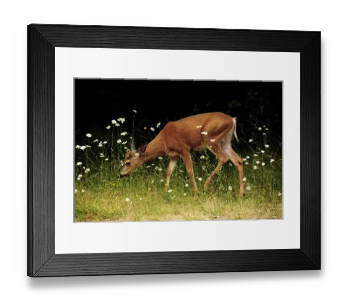 Framed Print : Black-tailed deer in the Daisies, Crescent Lake, Olympic National Park, Washington, USA Framed Print : Black-tailed deer in the Daisies, Crescent Lake, Olympic National Park, Washington, USA