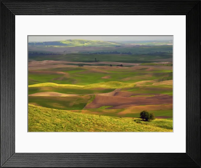 Framed Print : View of Palouse from Steptoe Butte of Cultivation Patterns; Whitman County; Washington Framed Print : View of Palouse from Steptoe Butte of Cultivation Patterns; Whitman County; Washington