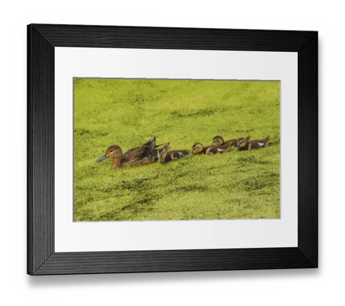 Framed Print : Mallard Female and Ducklings in Algae, Ridgefield National Wildlife Refuge, Ridgefield