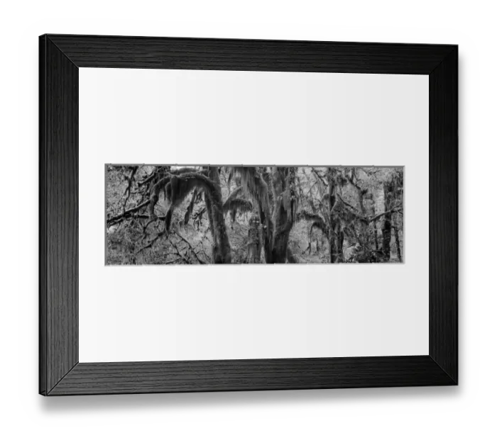 Framed Print : USA, Washington State, Olympic Peninsula, Olympic National Park, Hoh Rainforest Framed Print : USA, Washington State, Olympic Peninsula, Olympic National Park, Hoh Rainforest