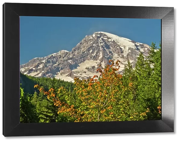Mount Rainier from Longmire, Mount Rainier National Park, Washington, USA