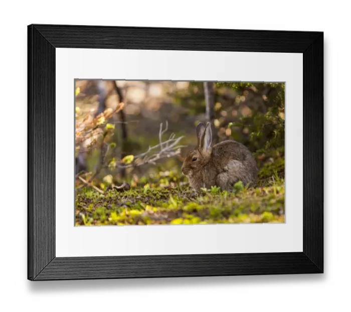 Framed Print : Olympic National Park, Hurricane Ridge. Showshoe hare along the Cirque Rim Nature Loop Framed Print : Olympic National Park, Hurricane Ridge. Showshoe hare along the Cirque Rim Nature Loop