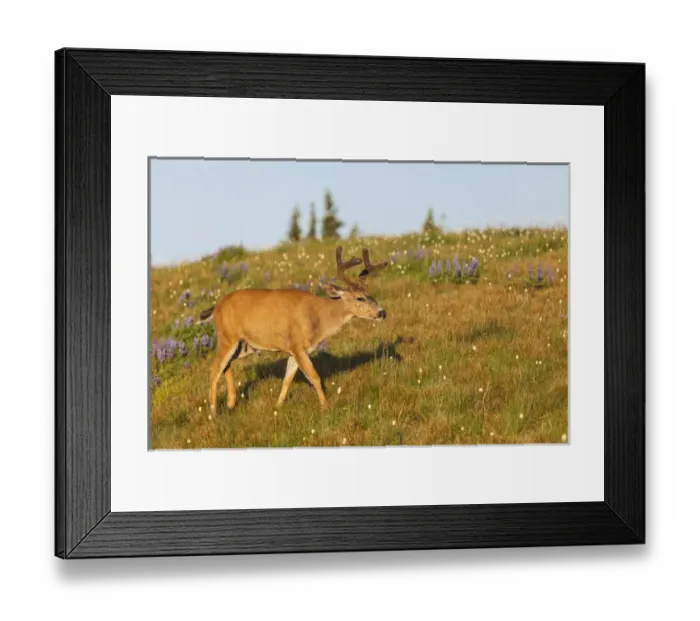 Framed Print : Olympic National Park, Hurricane Ridge. Black Tail buck in the lupine meadow