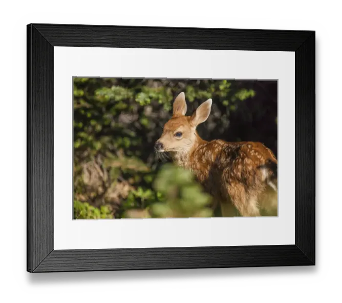 Framed Print : Olympic National Park, Hurricane Ridge. Black Tail deer fawn along the Cirque Rim Framed Print : Olympic National Park, Hurricane Ridge. Black Tail deer fawn along the Cirque Rim