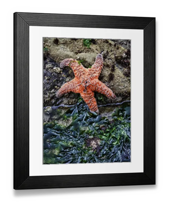 Framed Print : Olympic National Park, USA, Second Beach - Ochre Sea Star and seaweed Framed Print : Olympic National Park, USA, Second Beach - Ochre Sea Star and seaweed