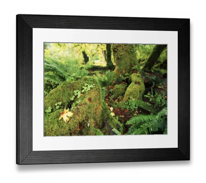 Framed Print : USA, Washington State, Olympic Peninsula, Olympic National Park, View of Hoh rainforest Framed Print : USA, Washington State, Olympic Peninsula, Olympic National Park, View of Hoh rainforest