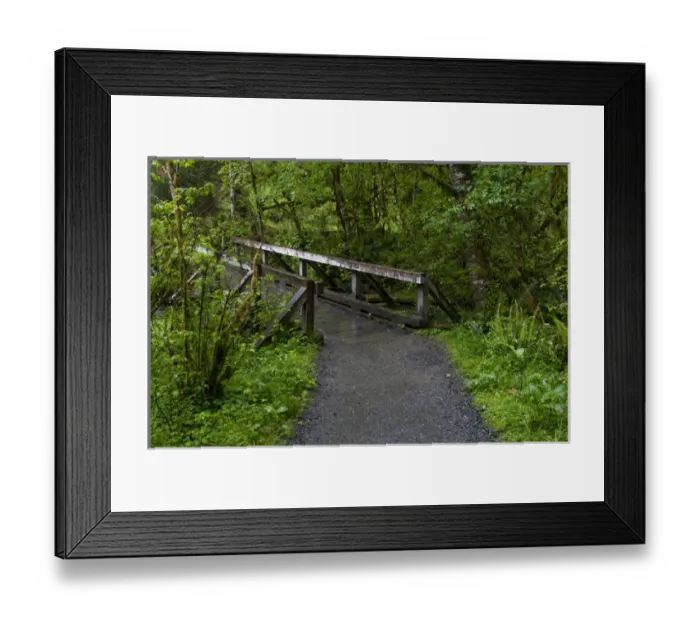 Framed Print : USA, Washington, Port Angeles, Olympic National Park, Hoh Rain Forest Framed Print : USA, Washington, Port Angeles, Olympic National Park, Hoh Rain Forest