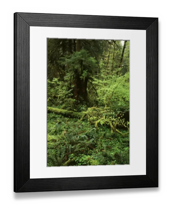 Framed Print : USA, Washington State, Olympic Peninsula, Lush green rainforest in Olympic National Park Framed Print : USA, Washington State, Olympic Peninsula, Lush green rainforest in Olympic National Park