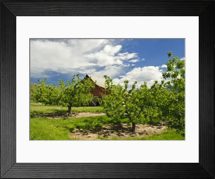 Framed Print : USA, Washington, Wenatchee. Barn in spring in a Wenatchee orchard in Central Washington