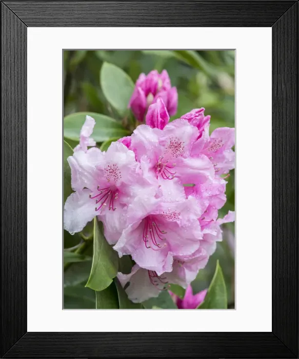 Framed Print : WA, Bellevue, Rhododendron