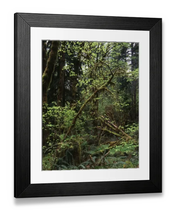 Framed Print : USA, Washington State, Olympic Peninsula, Olympic National Park, View of rainforest Framed Print : USA, Washington State, Olympic Peninsula, Olympic National Park, View of rainforest