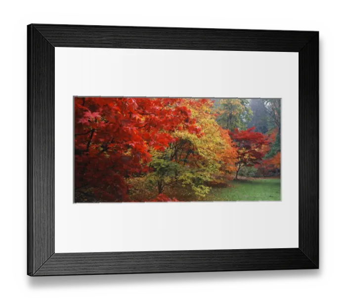 Framed Print : USA, Washington State, Seattle, Washington Park Arboretum, View of autumn trees in park
