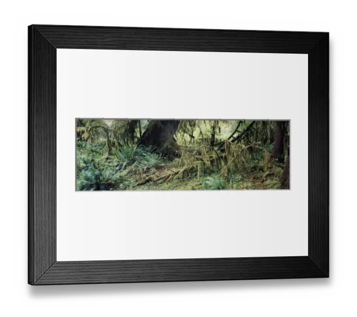 Framed Print : USA, Washington State, Olympic Peninsula, Olympic National Park, Hoh Rainforest Framed Print : USA, Washington State, Olympic Peninsula, Olympic National Park, Hoh Rainforest