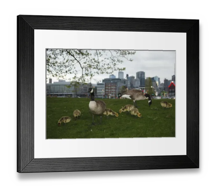 Framed Print : USA, Washington, Seattle, South Lake Union Park, a family of Canada Geese (Branta Framed Print : USA, Washington, Seattle, South Lake Union Park, a family of Canada Geese (Branta