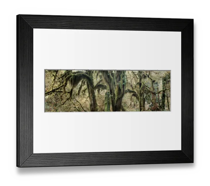 Framed Print : USA, Washington State, Olympic Peninsula, Olympic National Park, Hoh Rainforest Framed Print : USA, Washington State, Olympic Peninsula, Olympic National Park, Hoh Rainforest