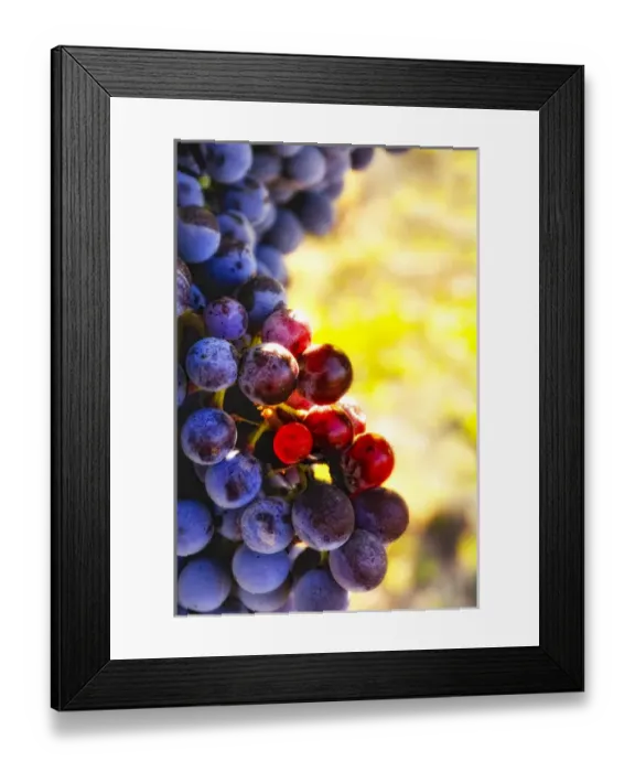Framed Print : USA, Washington, Yakima Valley. Crush at Teft Cellars in the Rattlesnake Hills AVA