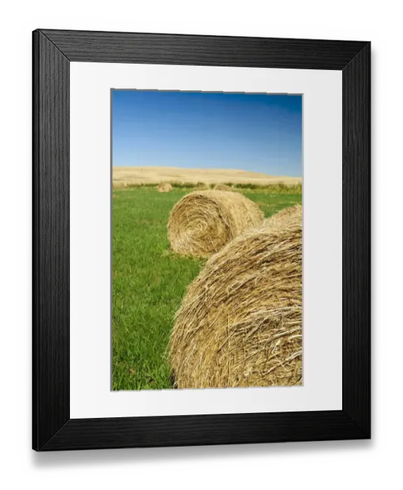 Framed Print : USA, Washington, The Palouse. Hay bales on a Palouse field Framed Print : USA, Washington, The Palouse. Hay bales on a Palouse field